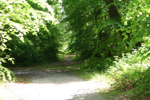 Wanderweg im Berumerfehner Wald